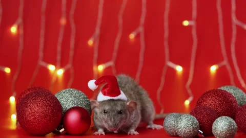 Colored rat on a red background. Mouse among Christmas balls. Pet in a Santa hat Stock Footage 291672737