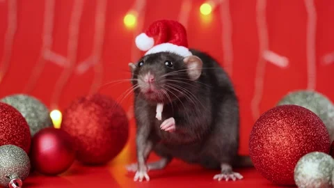 Colored rat on a red background. Mouse among Christmas balls. Pet in a Santa hat Stock Footage 291673304