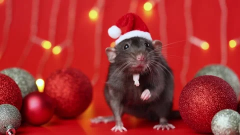 Colored rat on a red background. Mouse among Christmas balls. Pet in a Santa hat Stock Footage 291673531