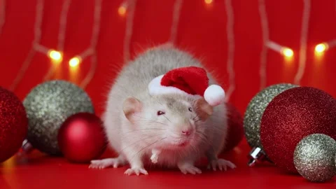 Colored rat on a red background. Mouse among Christmas balls. Pet in a Santa hat Stock Footage 291673725