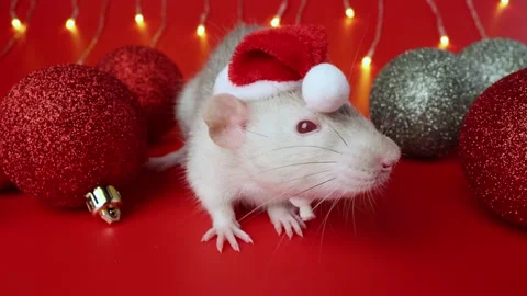 Colored rat on a red background. Mouse among Christmas balls. Pet in a Santa hat Stock Footage 291673902