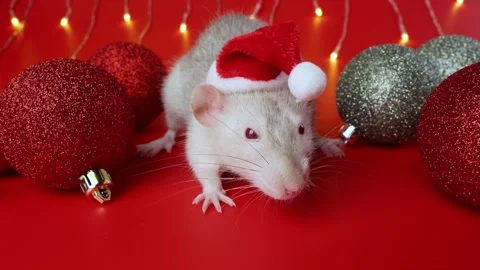 Colored rat on a red background. Mouse among Christmas balls. Pet in a Santa hat Stock Footage 291674062