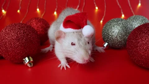 Colored rat on a red background. Mouse among Christmas balls. Pet in a Santa hat Stock Footage 291674527