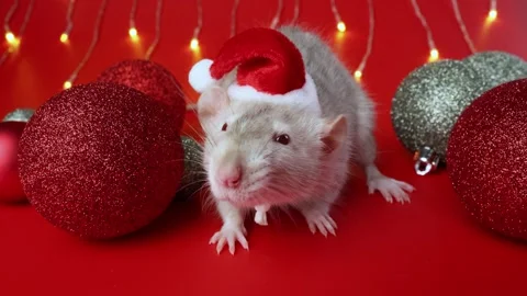 Colored rat on a red background. Mouse among Christmas balls. Pet in a Santa hat Stock Footage 291674846