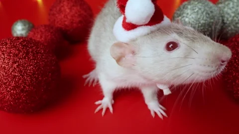 Colored rat on a red background. Mouse among Christmas balls. Pet in a Santa hat Stock Footage 291674935