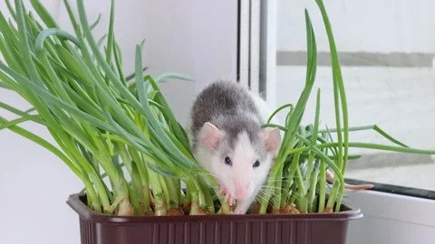 A colored rat sits in a pot with homemade onions. Mouse in seedlings 스톡 동영상 273099731