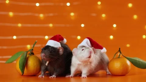 Colored rats on orange background. Mice among New Year's tangerines Stock Footage 293201209
