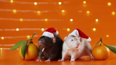 Colored rats on orange background. Mice among New Year's tangerines Stock-Footage 293201349