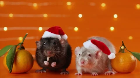 Colored rats on orange background. Mice among New Year's tangerines Stock Footage 293201412