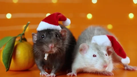 Colored rats on orange background. Mice among New Year's tangerines Stock Footage 293201444