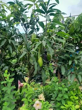 Colored red and green mango fruits with green leaves, and branches Photos