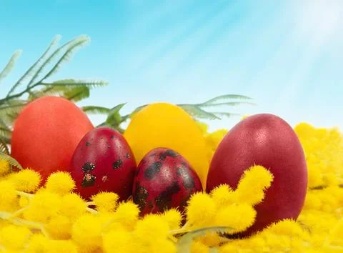 Colored red, orange eggs with yellow mimosa. Happy Easter concept. Copy space Stock Photos