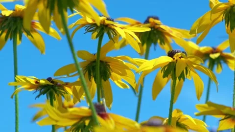 Colored red, yellow, white flowers swaying in the wind in the garden. Stock Footage 136069701