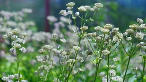 Colored red, yellow, white flowers swaying in the wind in the garden. Stock Footage 136069827