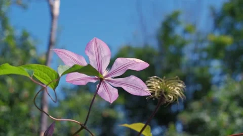 Colored red, yellow, white flowers swaying in the wind in the garden. Stock Footage 136069846