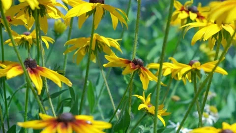 Colored red, yellow, white flowers swaying in the wind in the garden. Stock Footage 136069857