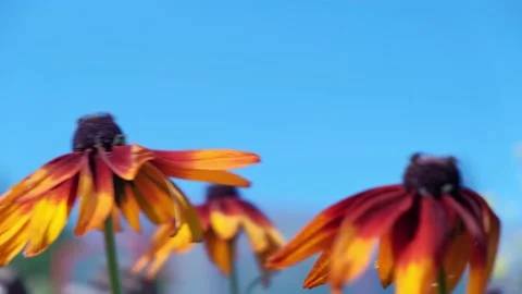 Colored red, yellow, white flowers swaying in the wind in the garden. Stock Footage 136069899