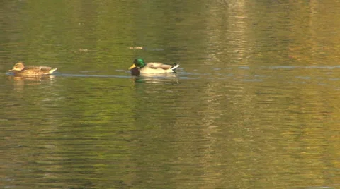 Colored reflection in water surface 스톡 동영상 23422000