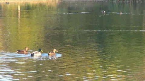 Colored reflection in water surface 스톡 동영상 23423105
