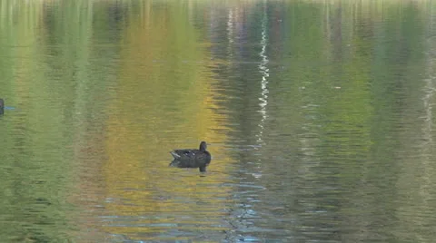 Colored reflection in water surface 스톡 동영상 23424450