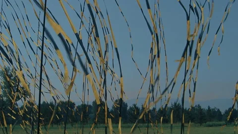 Colored ribbons fluttering on a background of forest and sky Video stock 111819556