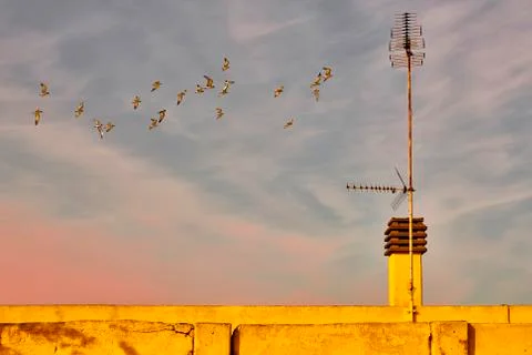Colored rooftop in summer withe seagulls flying Stock Photos
