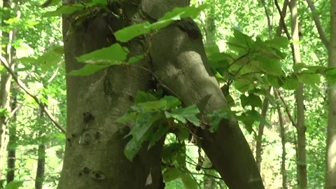 Colored ropes are tied to a tree branch. Stock Footage 105071000