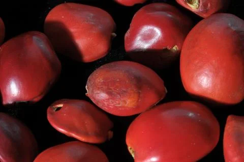 Colored Round Seeds 스톡 사진