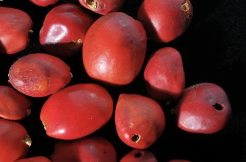 Colored round seeds ready to make handmade jewelry Stock Photos