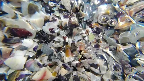 Colored seashells are washed by clear sea water. Close-up Video stock 269502967