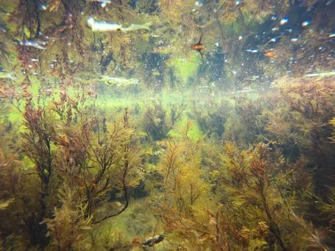 Colored seaweed underwater Stock Photos