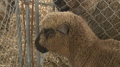 Colored sheep in cage looks at camera Stock Footage 39858997