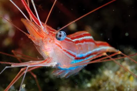Colored shrimp 库存照片
