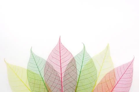Colored skeleton leafs abstract background Stock Photos