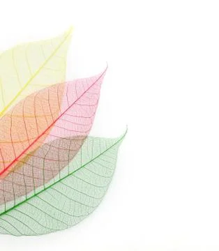 Colored skeleton leafs abstract background Stock Photos