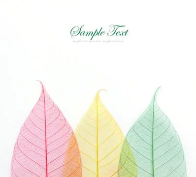 Colored skeleton leafs seamless abstract background Stock Photos