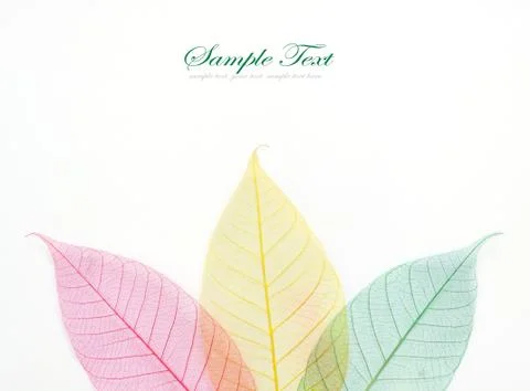 Colored skeleton leafs seamless abstract background Stock Photos