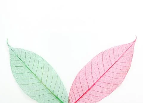 Colored skeleton leafs seamless abstract background Stock Photos