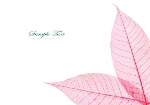 Colored skeleton leafs seamless abstract background Stock Photos