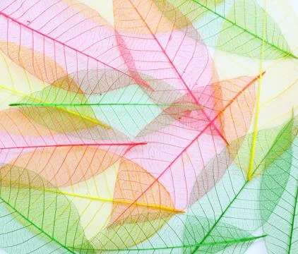 Colored skeleton leafs seamless abstract background Stock Photos