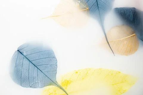 Colored skeleton leaves in milk liquid ,  close up Illustrazione stock