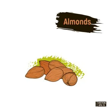 Colored sketch of almonds. Stock Illustration