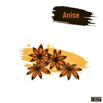 Colored sketch anise. Stock Illustration