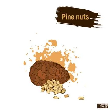 Colored sketch of cedar nuts イラスト素材