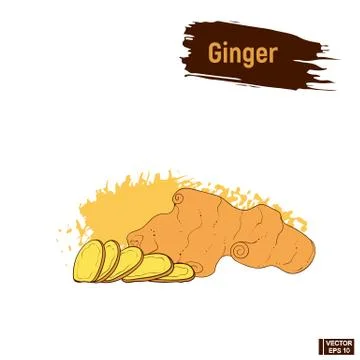 Colored sketch of ginger. Stock Illustration