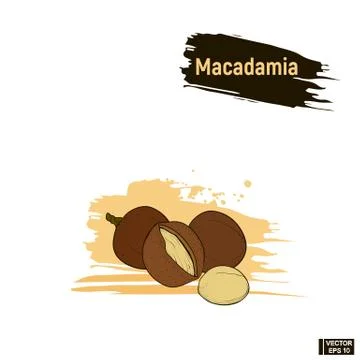 Colored sketch of macadamia Иллюстрация