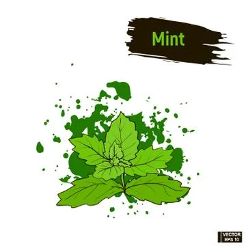 Colored sketch mint leaves. Иллюстрация
