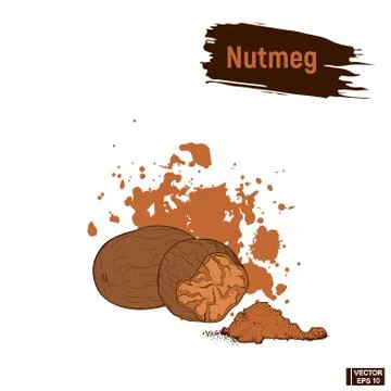 Colored sketch of nutmeg イラスト素材