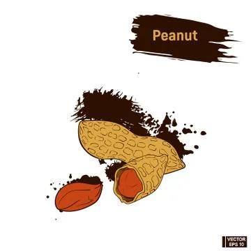 Colored sketch of peanuts. Stockillustratie
