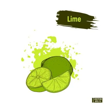 Colored sketch ripe lime. Иллюстрация